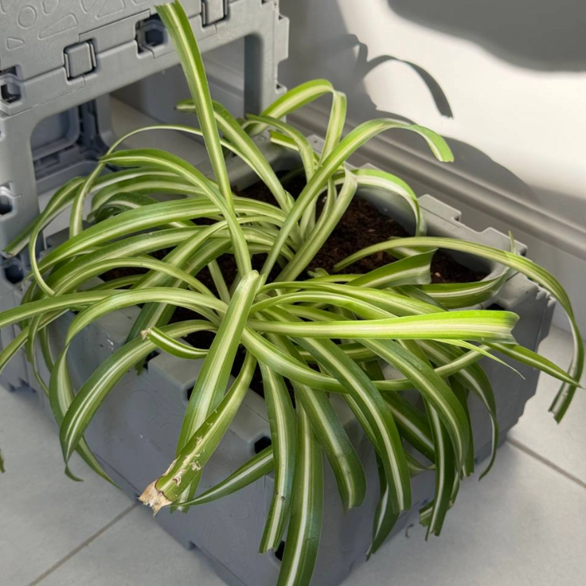 Modular Planter Set (4 Cubes) photo